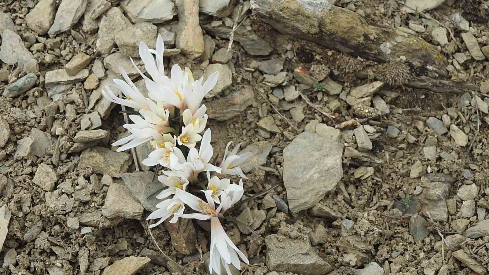 Erzincan’da kardelenler baharın müjdesini verdi
