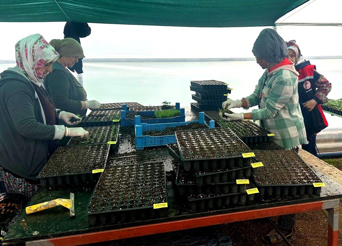 Erzincan’da seralarda fide denetimi sürüyor
