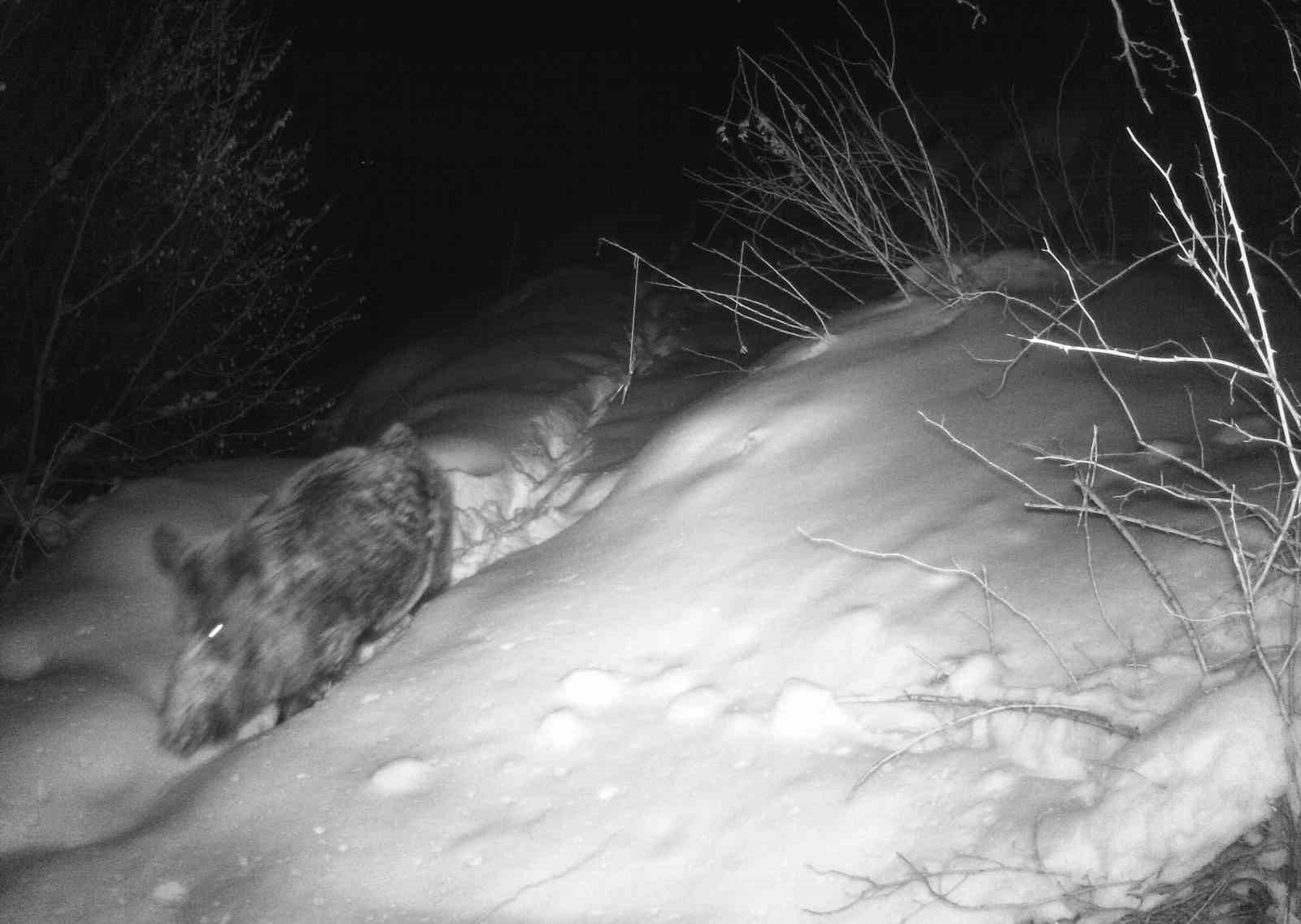 Erzincan’da vaşaktan kurda yaban hayatı kayıt altında
