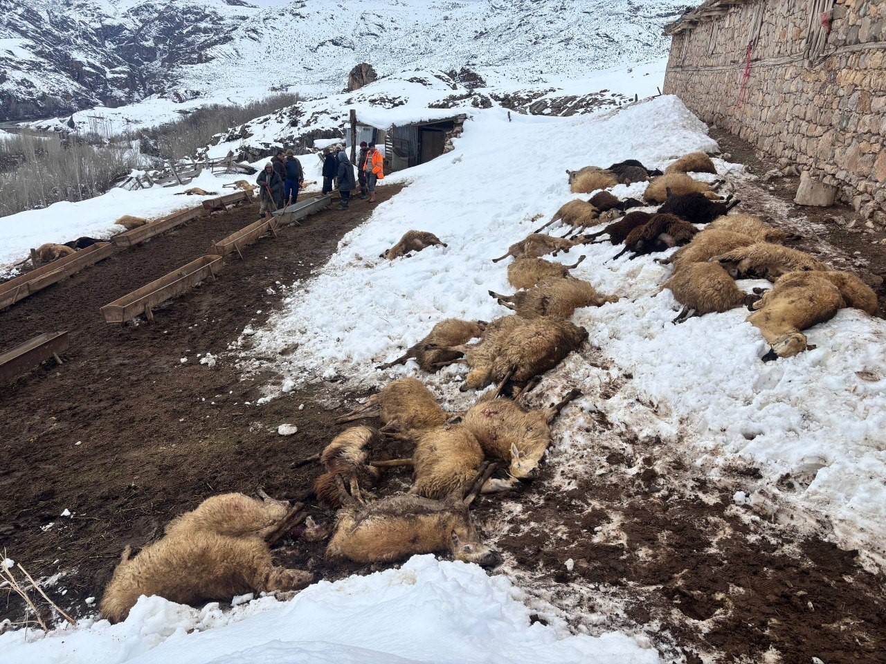 Erzincan’da yemden zehirlendikleri düşünülen 80 koyun telef oldu
Erzincan’da yemden zehirlendikleri düşünülen 80 koyun telef oldu