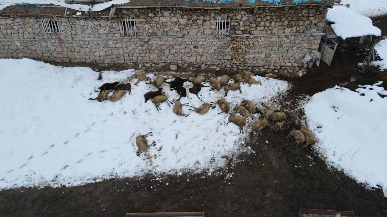 Erzincan’da yemden zehirlendikleri düşünülen 80 koyun telef oldu
Erzincan’da yemden zehirlendikleri düşünülen 80 koyun telef oldu