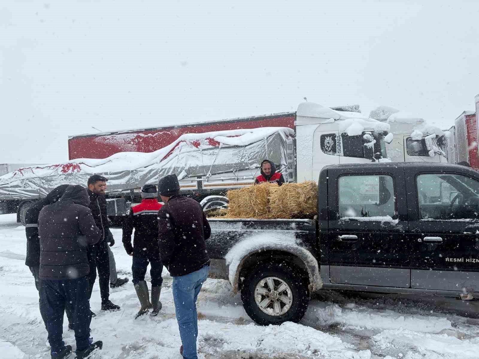 Erzincan’da yolda kalan 200 büyükbaş hayvana yem takviyesi
