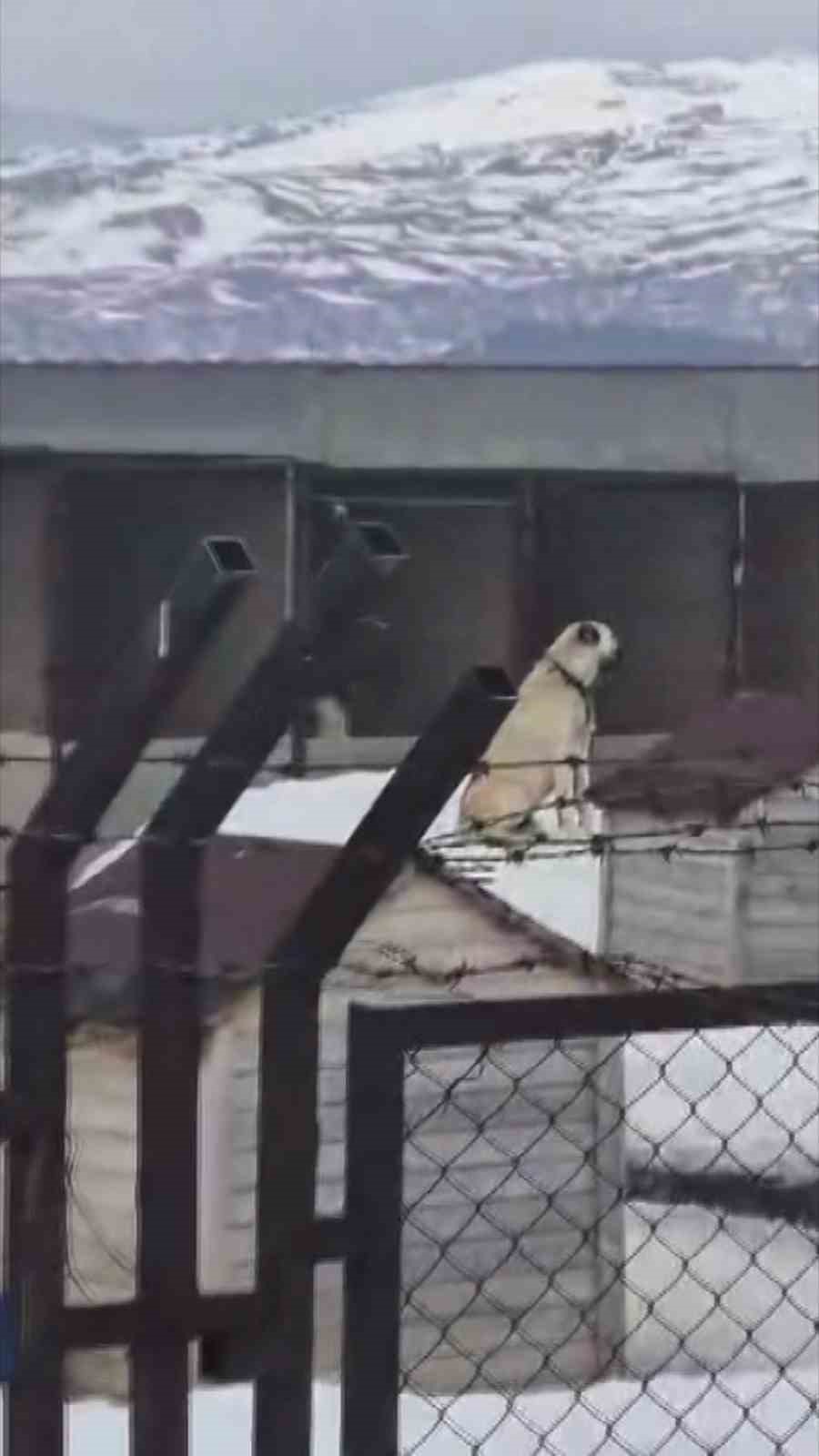 Erzincan’daki deprem öncesi Sivas’taki Kangal köpekleri tepki verdi
