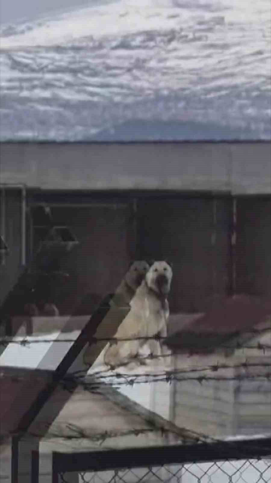 Erzincan’daki deprem öncesi Sivas’taki Kangal köpekleri tepki verdi
