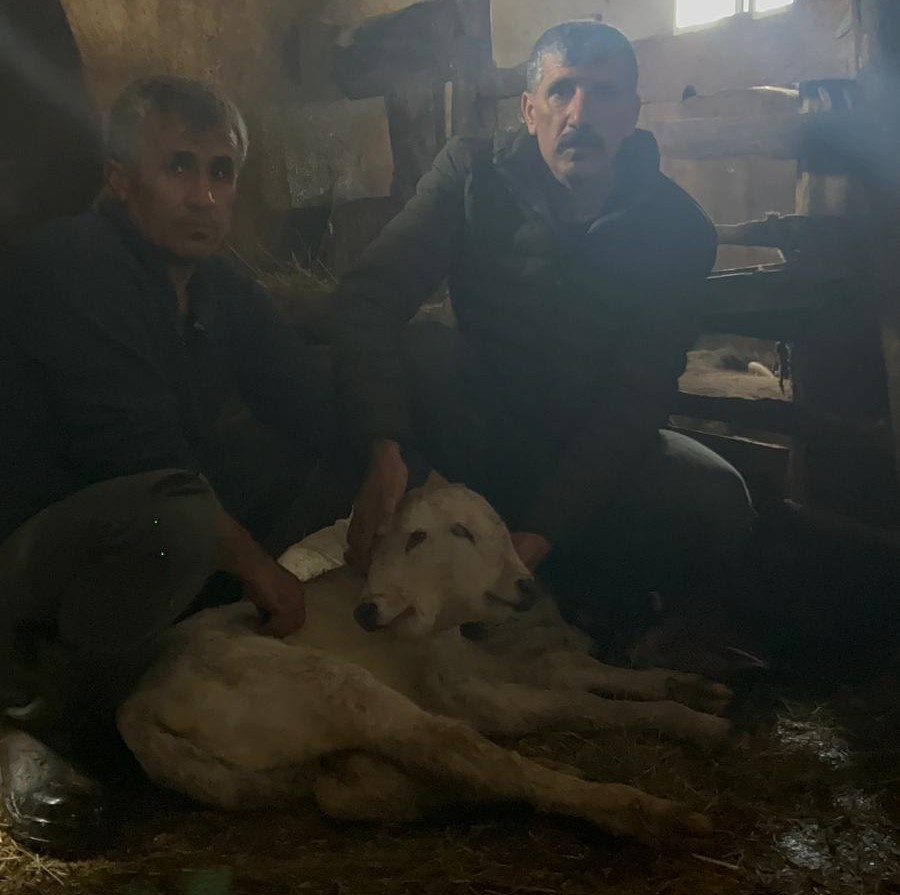 Erzurum’da çift başlı buzağı dünyaya geldi
