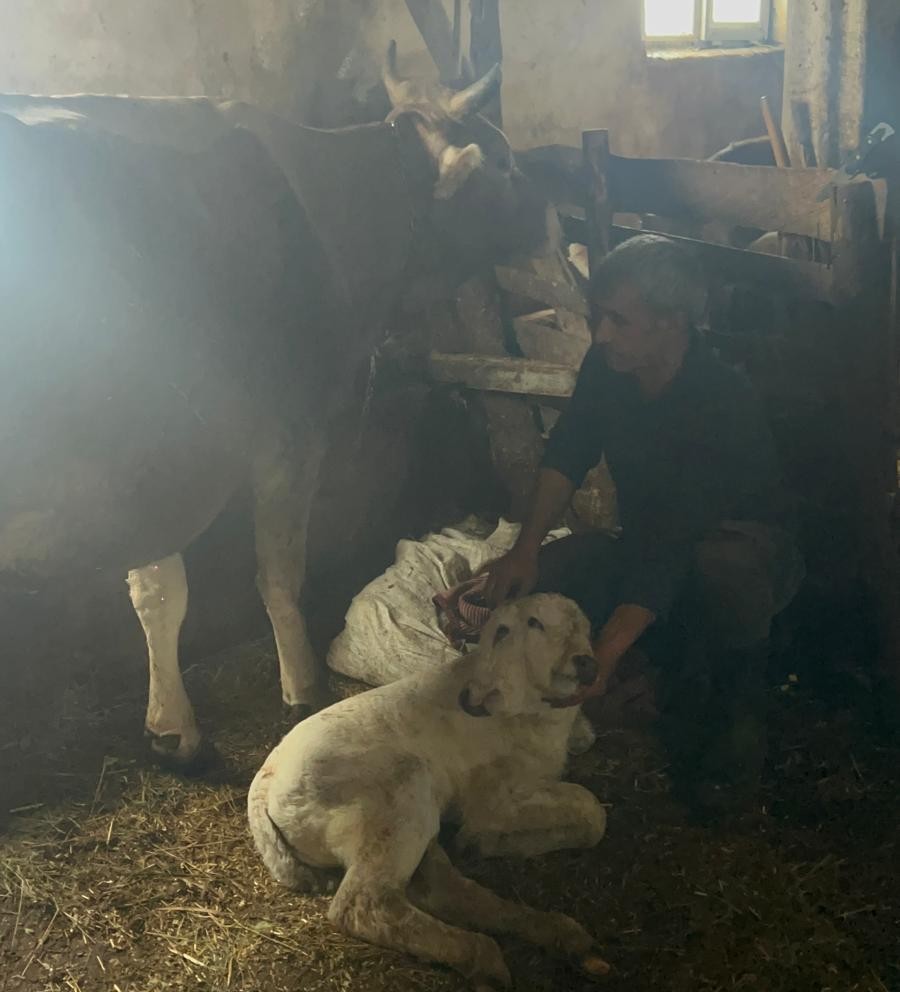 Erzurum’da çift başlı buzağı dünyaya geldi
