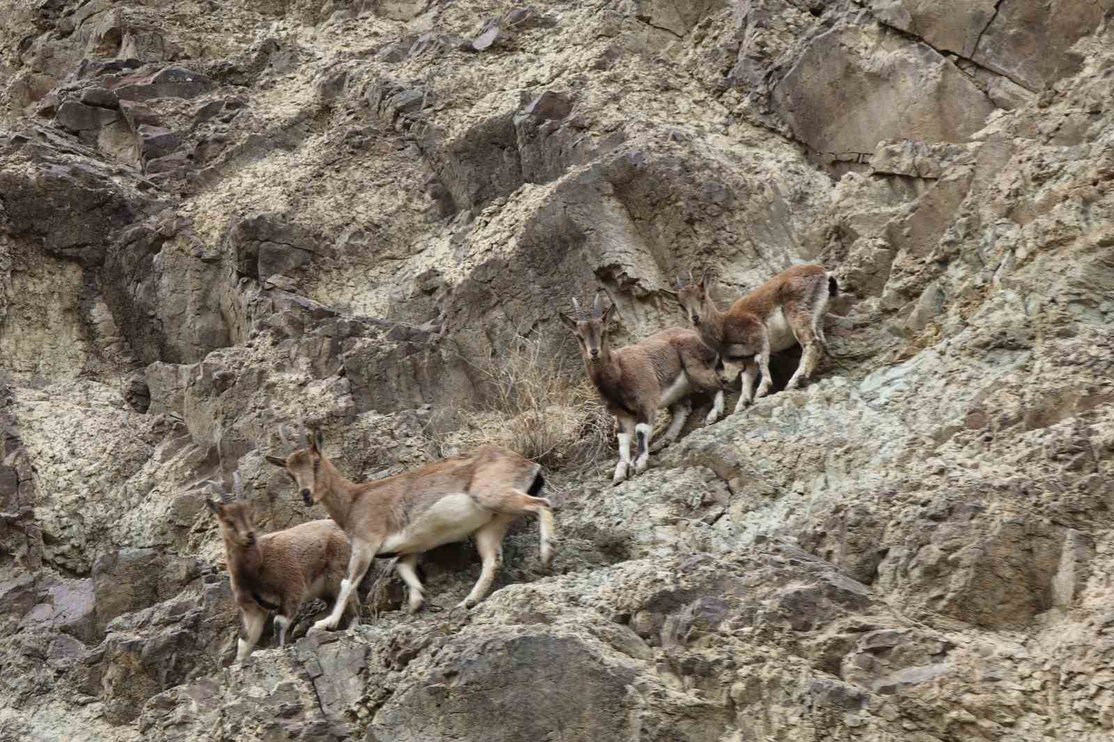 Erzurum’da kaçak avcılar yaban keçisini yaraladı
