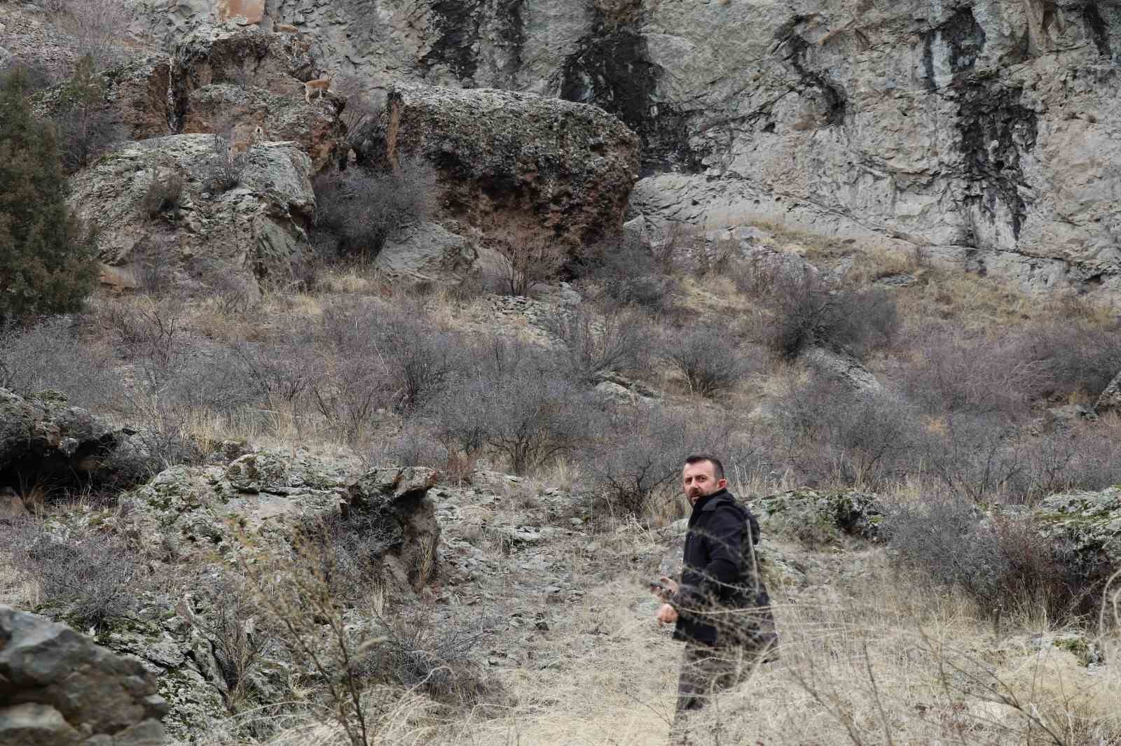 Erzurum’da kaçak avcılar yaban keçisini yaraladı

