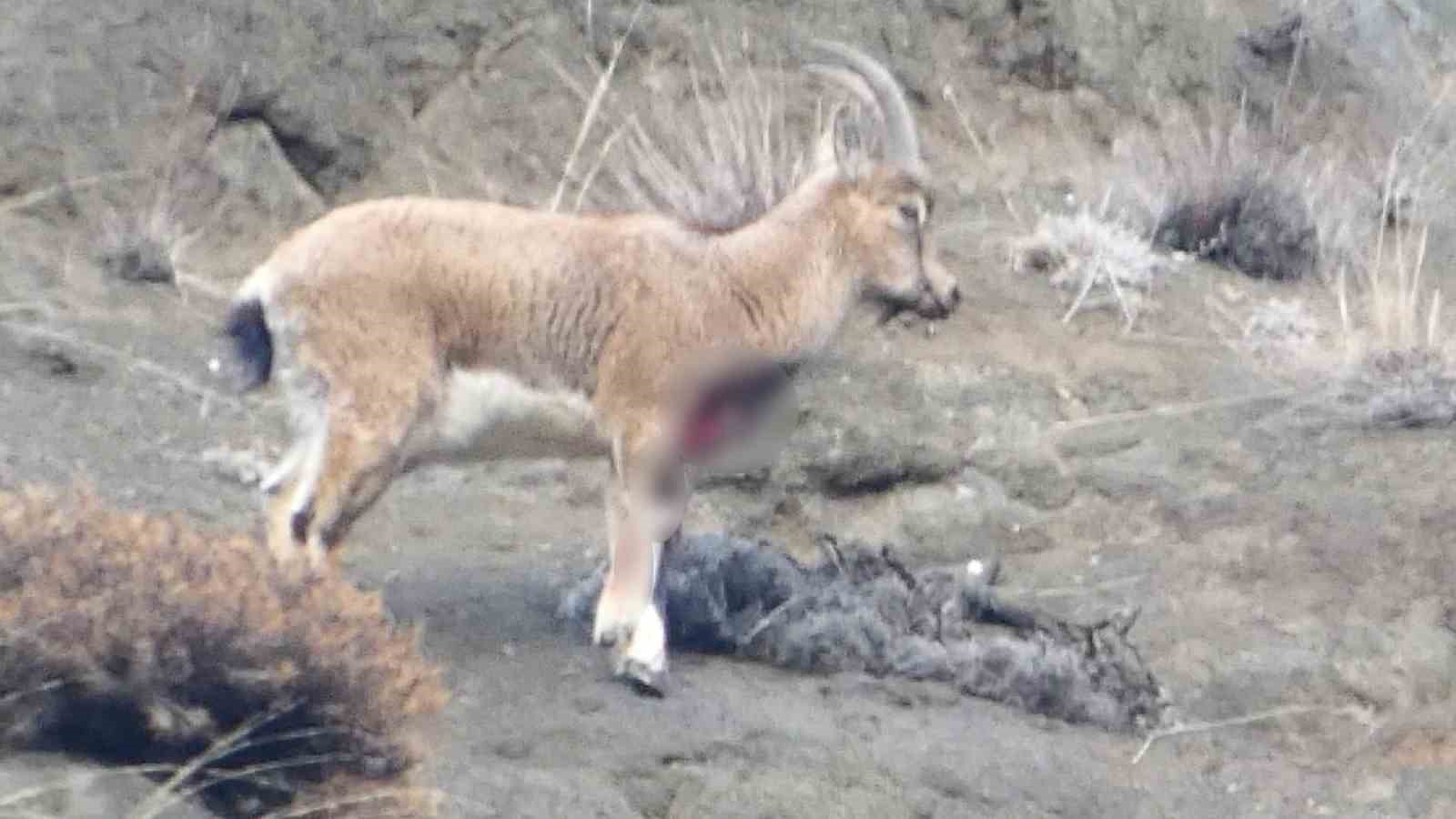 Erzurum’da kaçak avcılar yaban keçisini yaraladı
