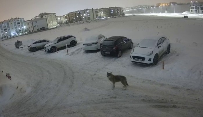 Erzurum’da kurt kent merkezine indi
