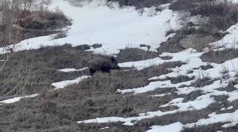 Erzurum’da yavru yaban domuzu sürüsünü arıyor
