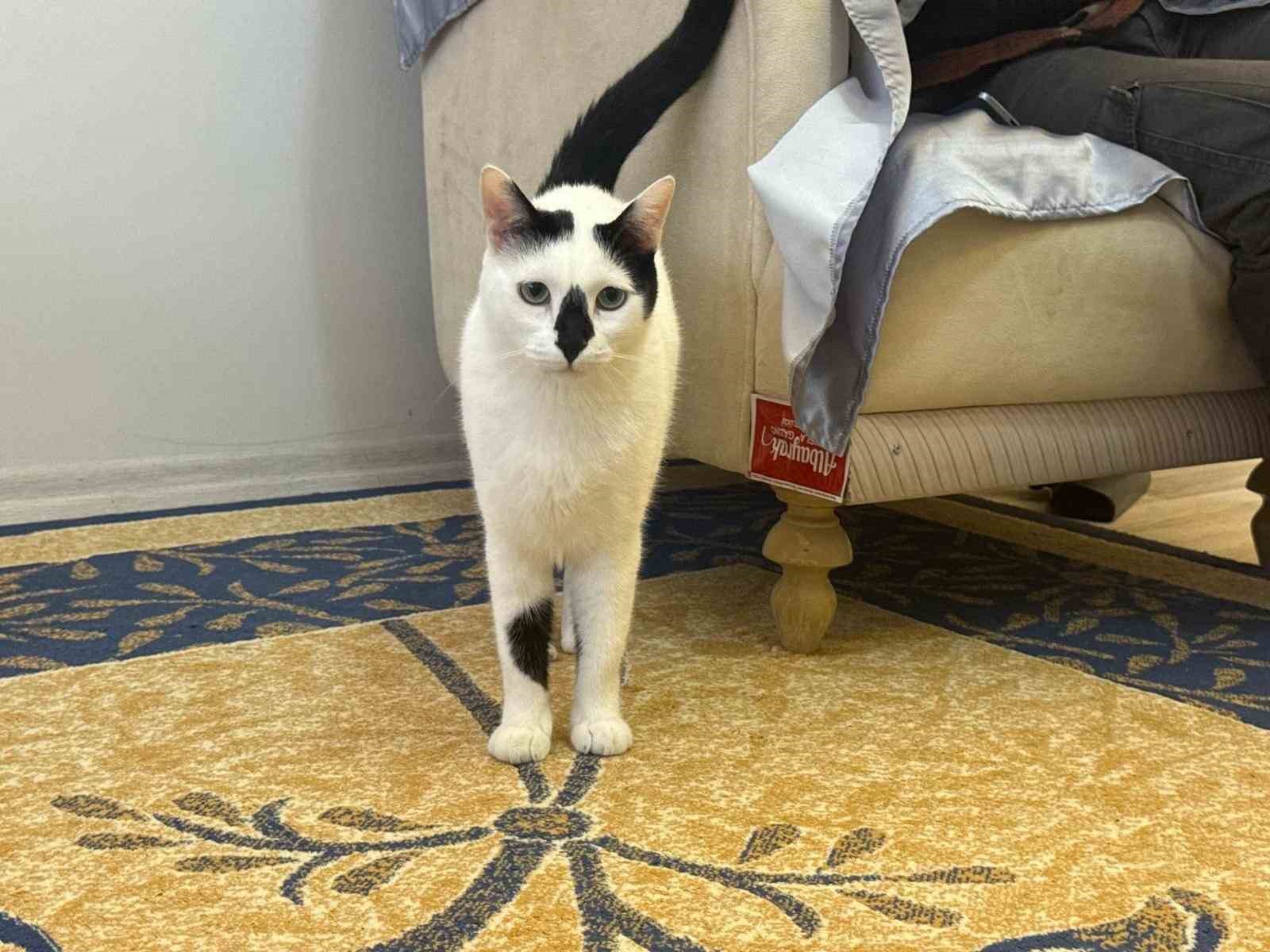 Eski itfaiye eri, enkazdan çıkardığı kediyle deprem travmasını birlikte atlattı
