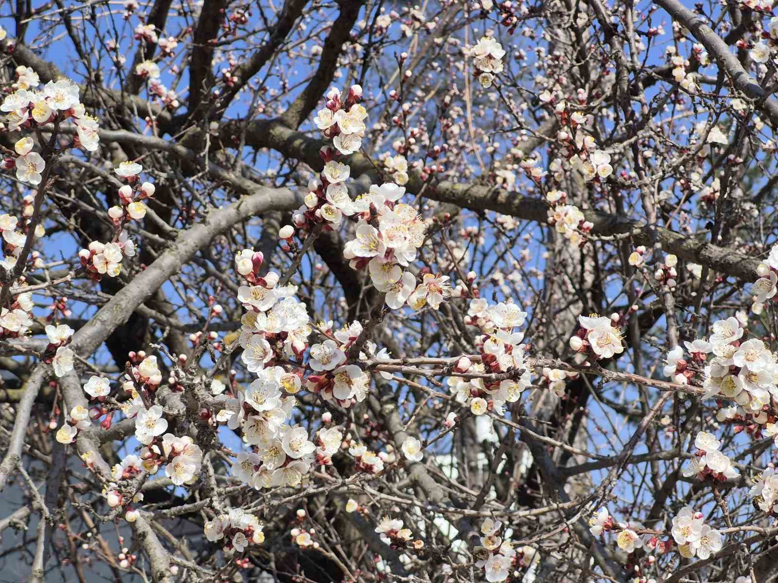 Eskişehir’de baharı müjdeleyen manzara
