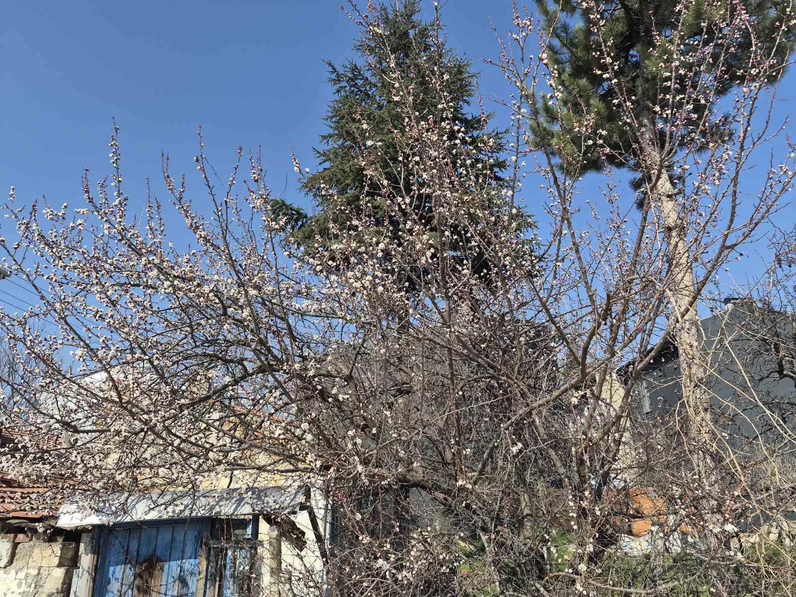 Eskişehir’de baharı müjdeleyen manzara
