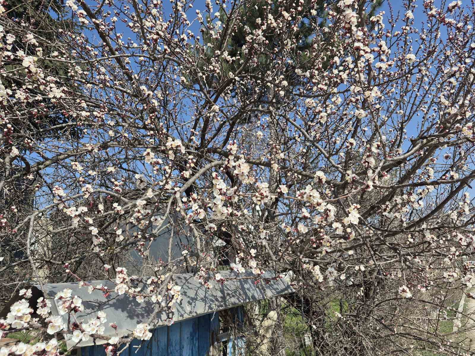 Eskişehir’de baharı müjdeleyen manzara
