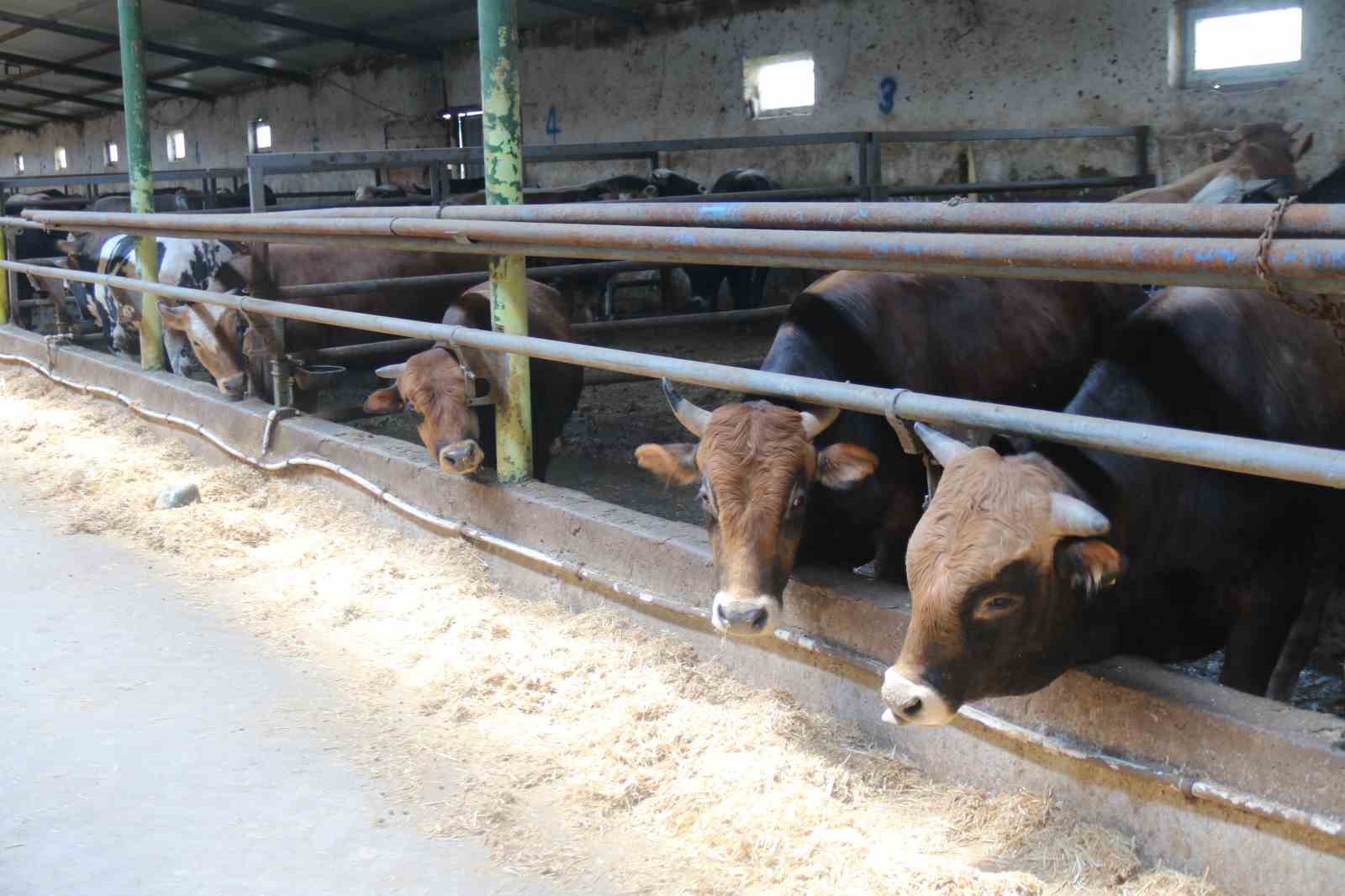 Eskişehir’de kurbanlıklar tükenmeye başladı
