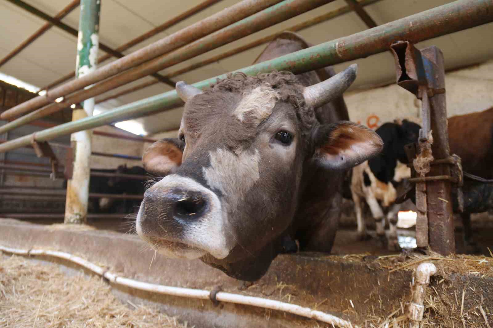 Eskişehir’de kurbanlıklar tükenmeye başladı
