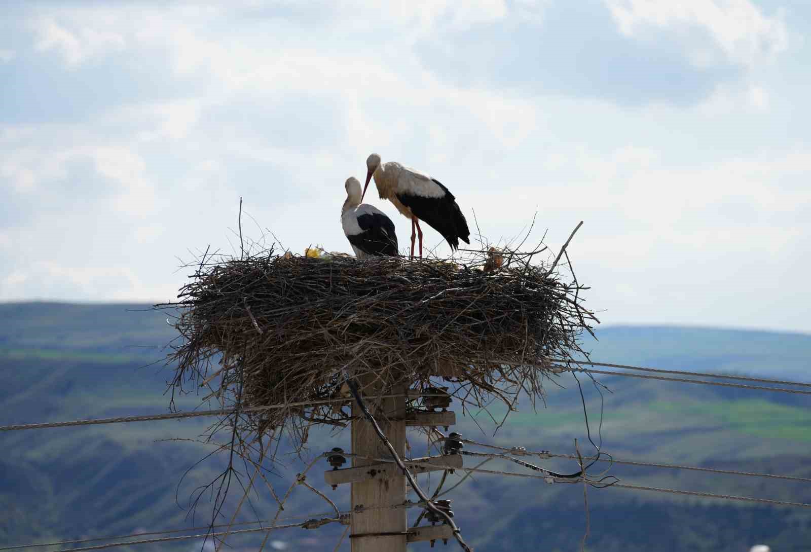 Esnafın merakla beklediği Rüzgar ve Nergis, 4’üncü yılında da aynı yuvaya döndü
