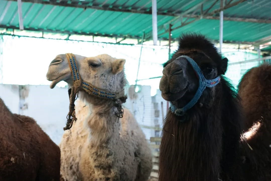 Estonyalı öğrenciler deve çiftliğini gezdi
