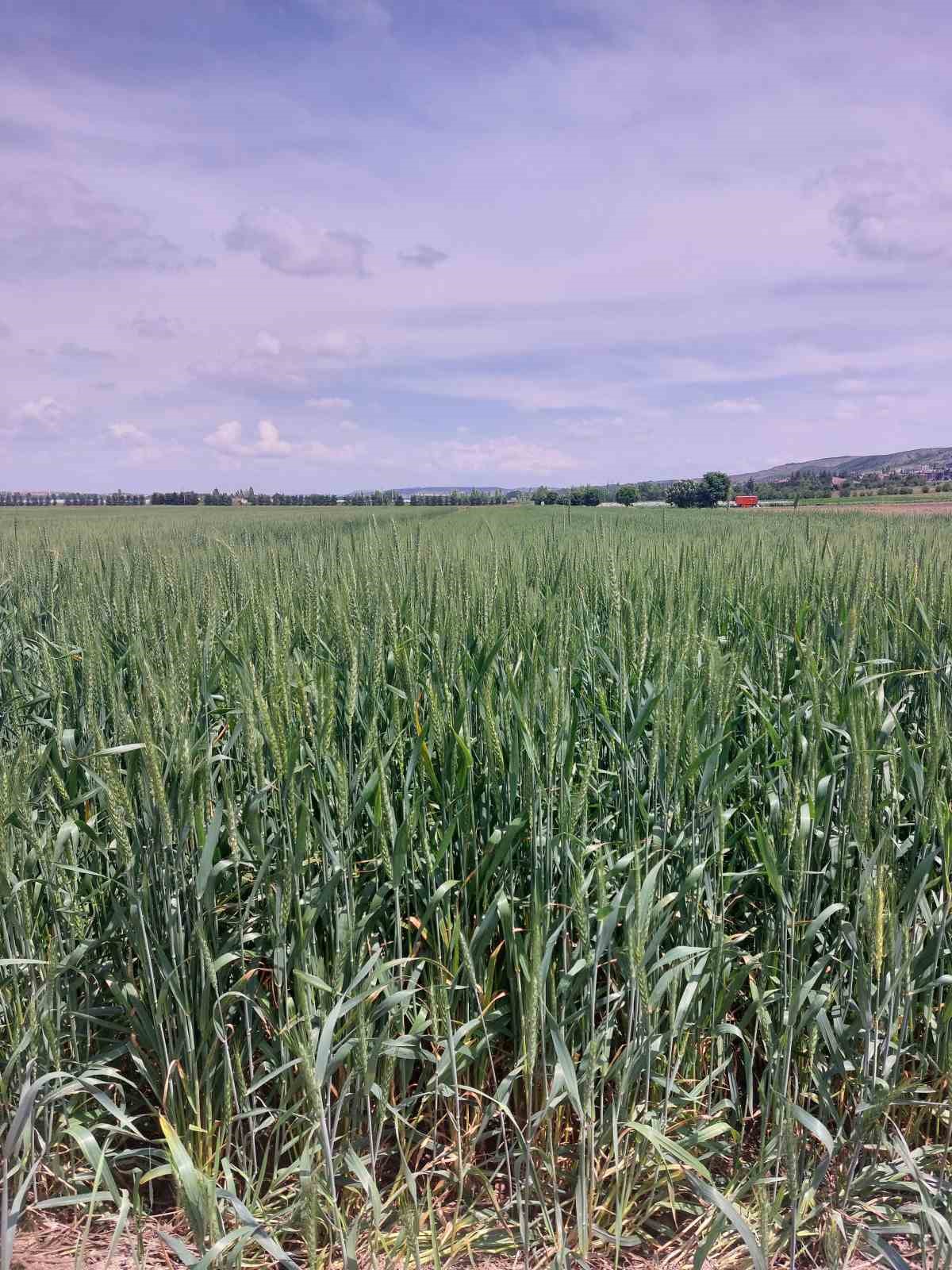 ETİ’den kurak iklim koşullarına dayanıklı yerli buğday çeşidi
