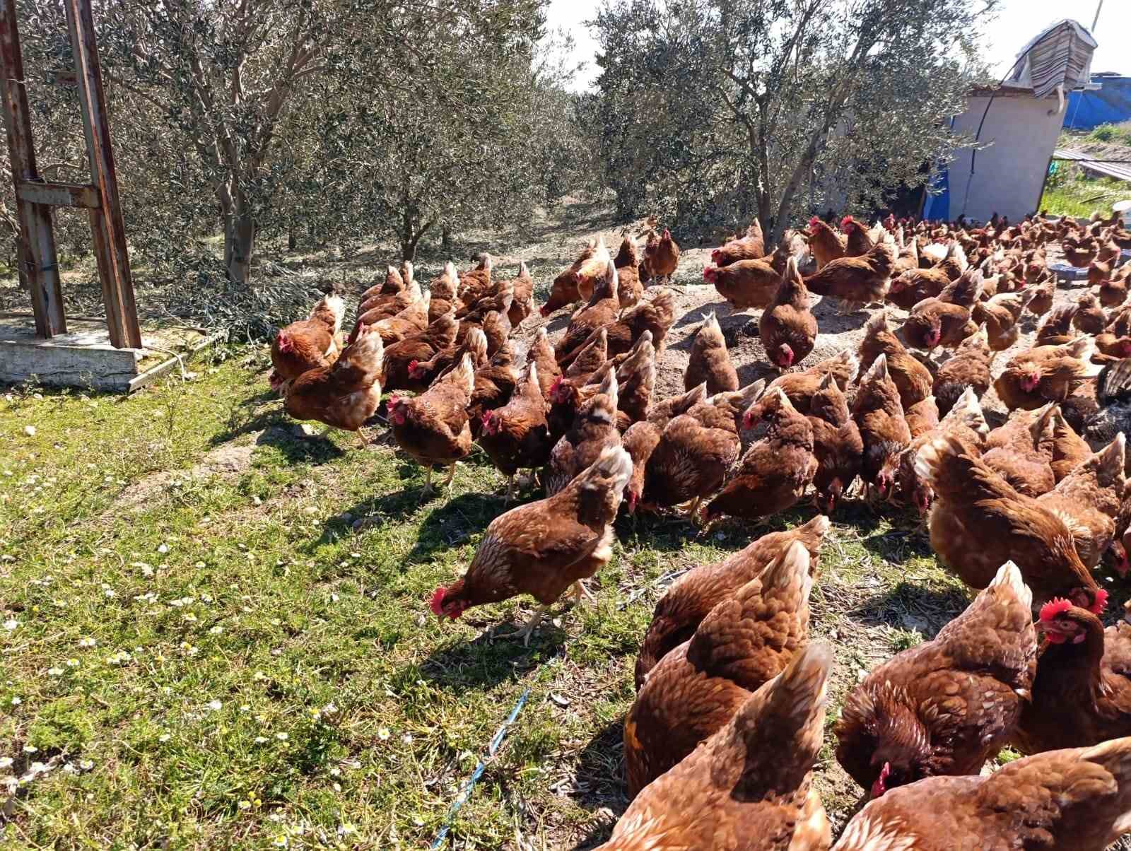 Ev kiraları şehirden kaçırdı, köyde "gezen tavuk" çiftliği kurdu
