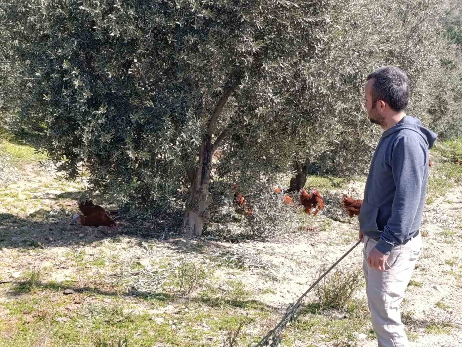 Ev kiraları şehirden kaçırdı, köyde "gezen tavuk" çiftliği kurdu
