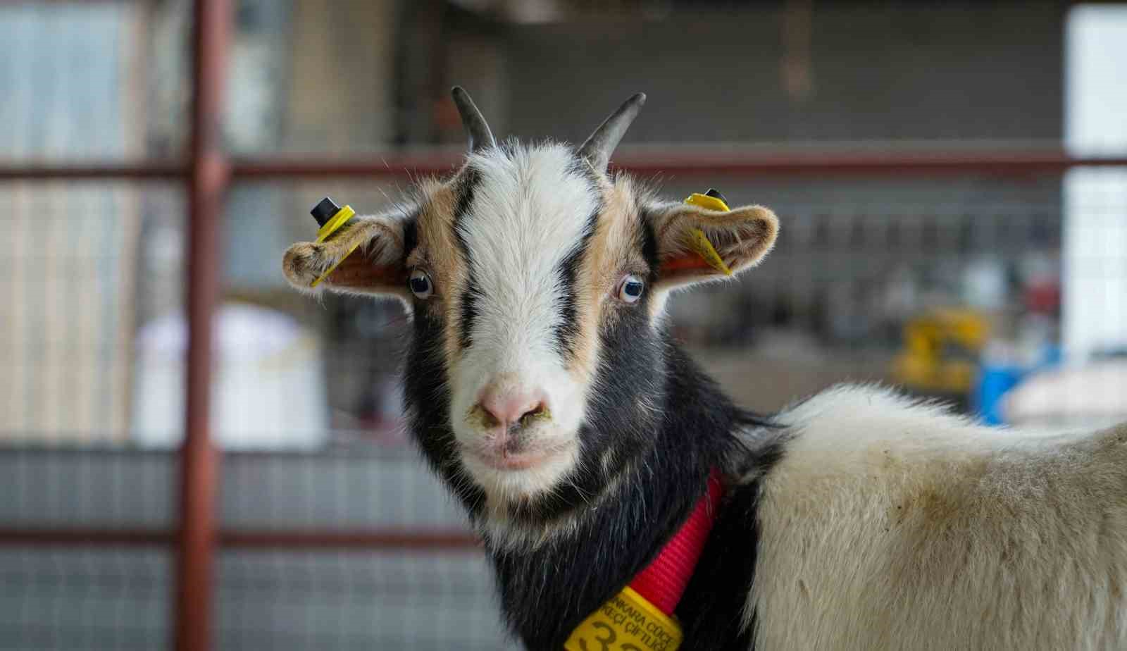 Evcil hayvanlara yeni alternatif: Kedi köpeğin yerini ‘cüce keçi’ alabilir
