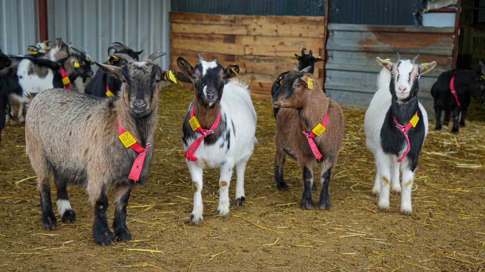 Evcil hayvanlara yeni alternatif: Kedi köpeğin yerini ‘cüce keçi’ alabilir
