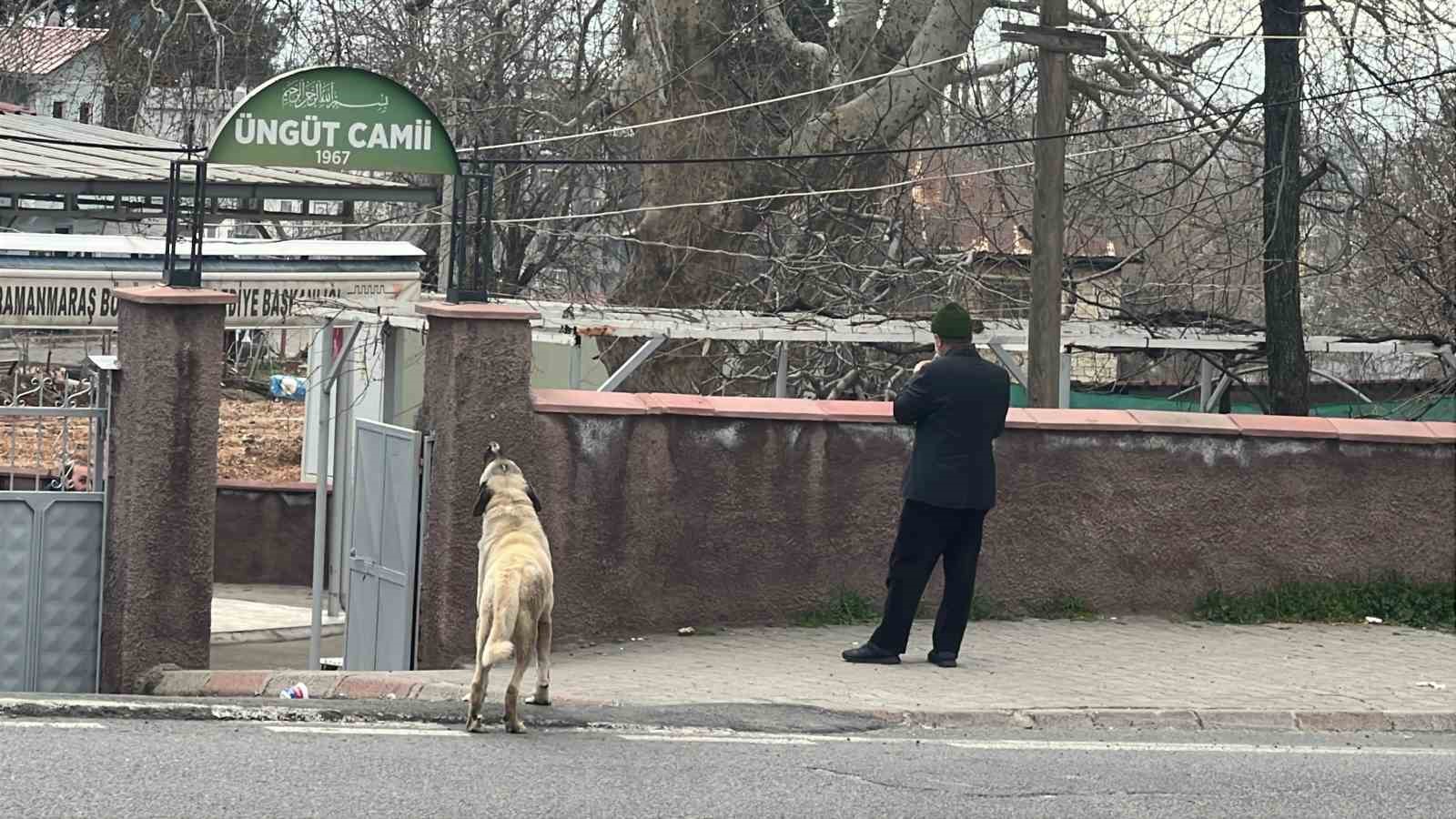 Ezanla birlikte uluyan köpek dikkat çekti
