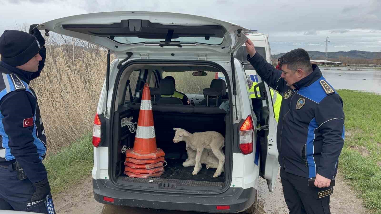 Ezine’de Menderes Çayı taştı, kışlada hayvanlarıyla mahsur kalan adam kurtarıldı
