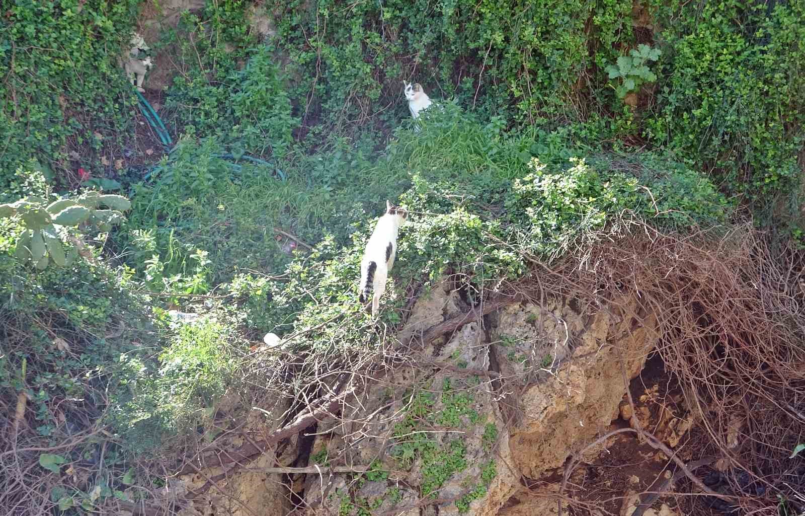 Falezlerde mahsur kaldığı sanılan kedilerin keyfi ‘ihbarla’ son buldu
