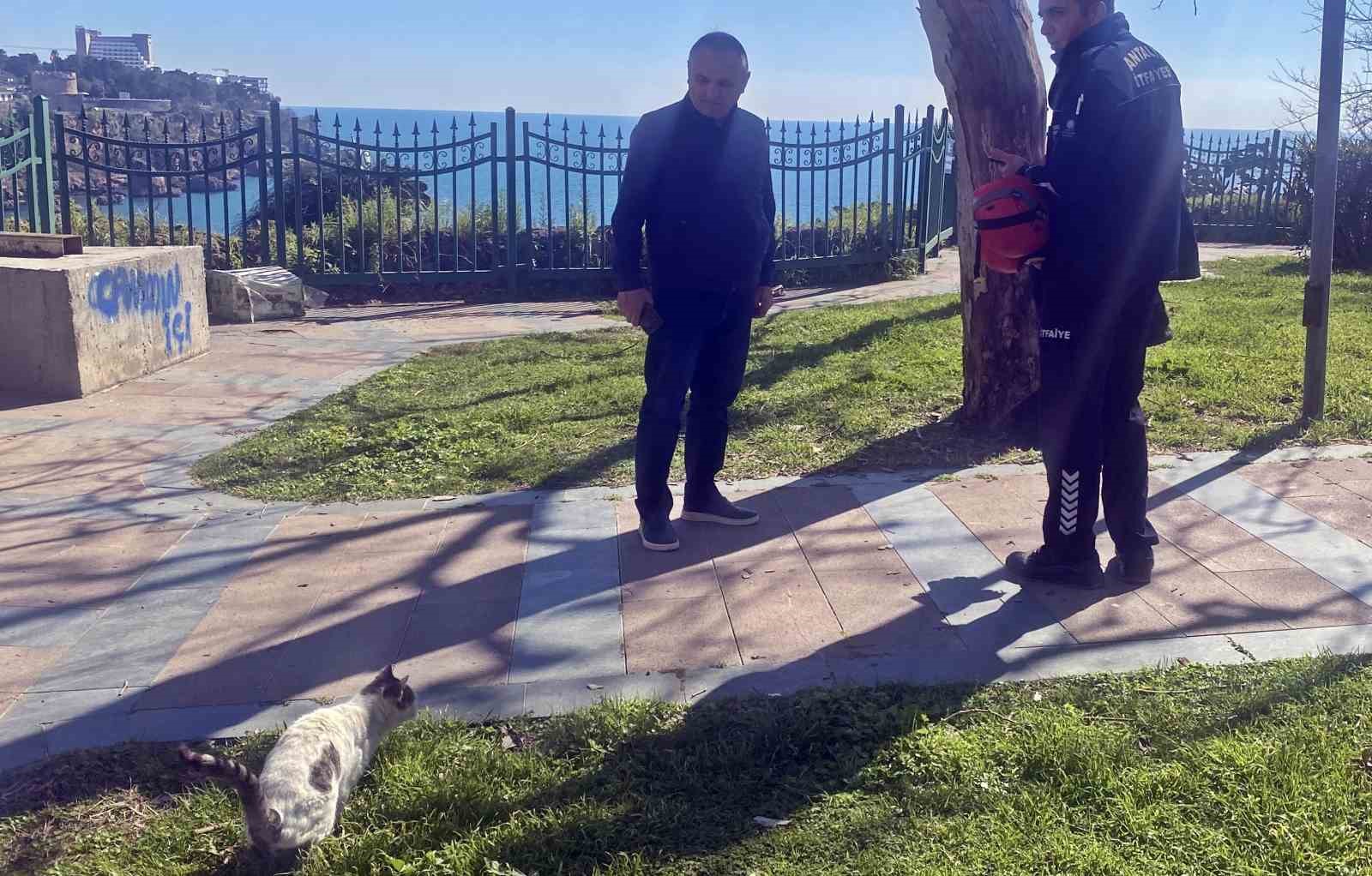 Falezlerde mahsur kaldığı sanılan kedilerin keyfi ‘ihbarla’ son buldu
