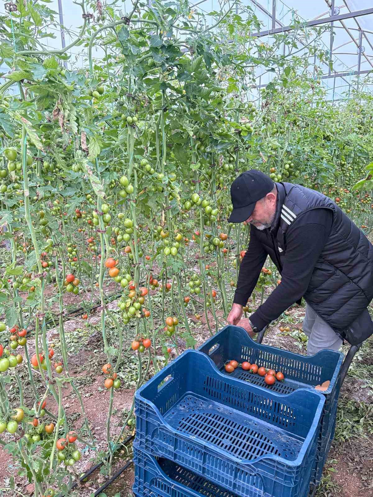 Fanatik üreticinin ‘Kante’ sevgisi: Domatesleri topladığı kasaya bile onun adını yazdırdı
