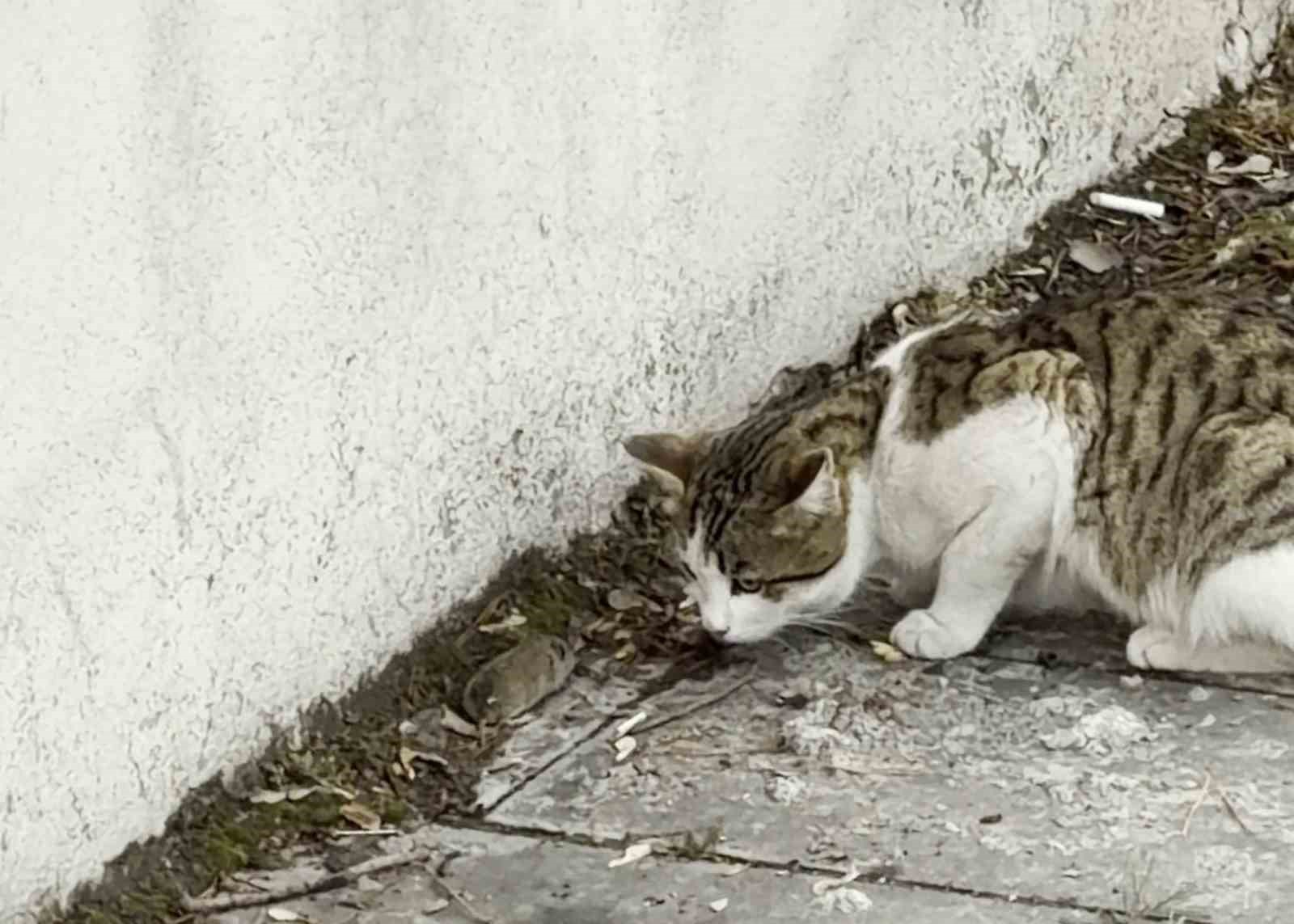 Fareden oscarlık performans: Kediden kurtuluşu ölü taklidinde aradı
