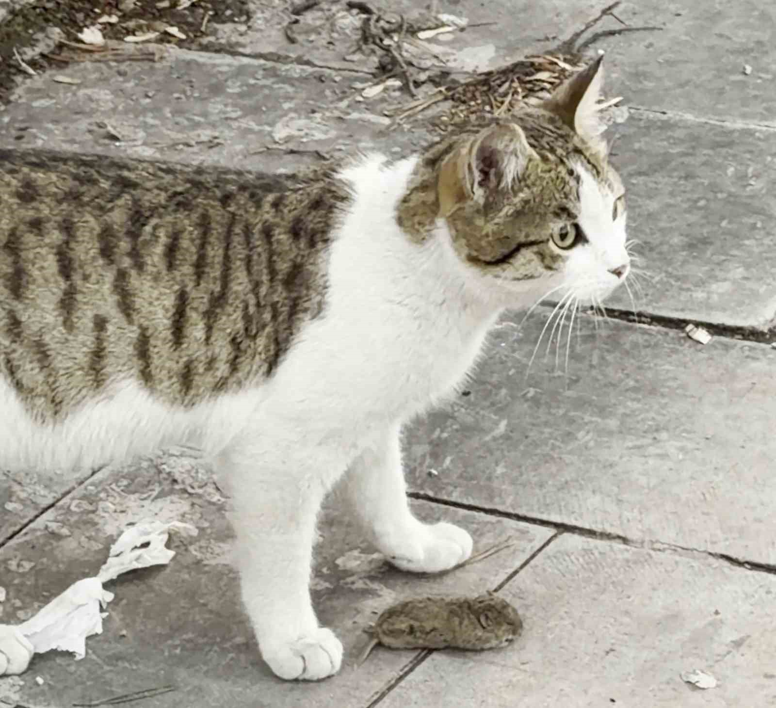 Fareden oscarlık performans: Kediden kurtuluşu ölü taklidinde aradı
