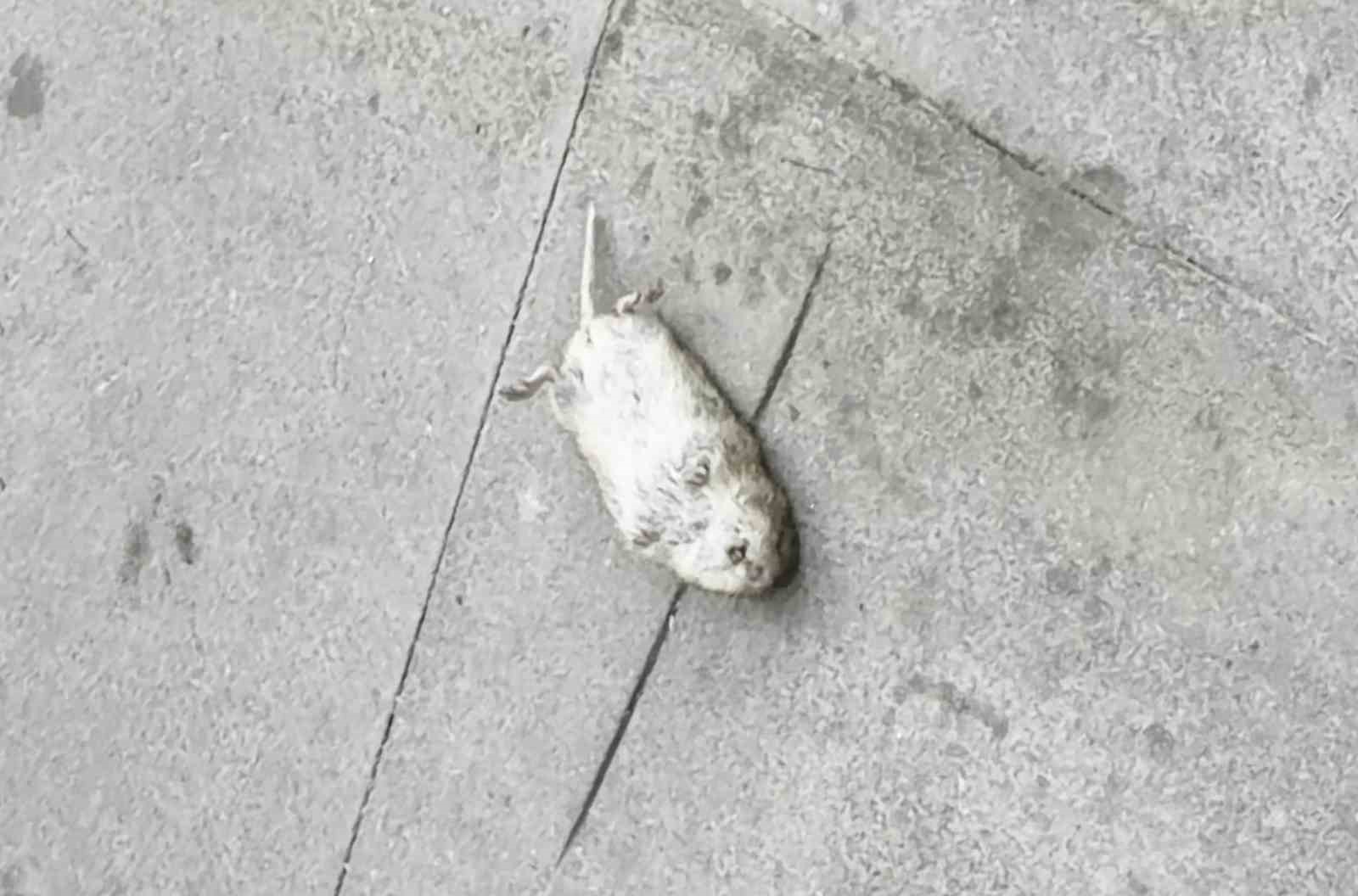 Fareden oscarlık performans: Kediden kurtuluşu ölü taklidinde aradı
