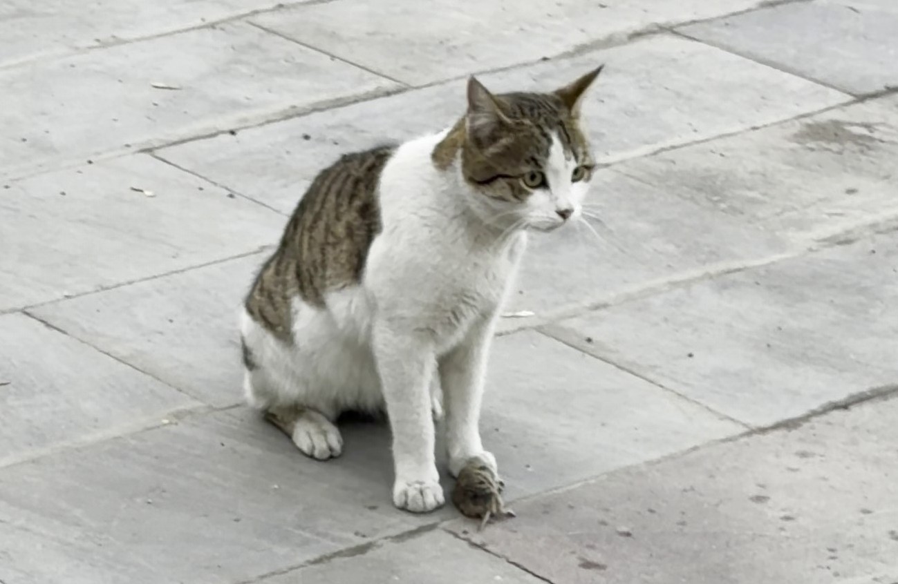 Fareden oscarlık performans: Kediden kurtuluşu ölü taklidinde aradı
