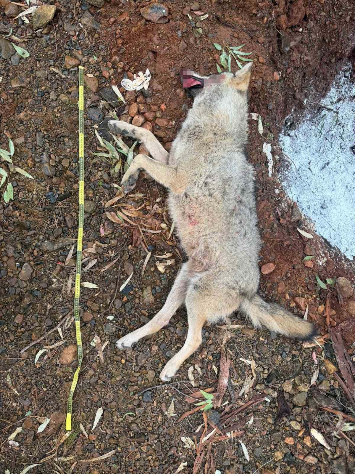 Fethiye’de aracın çarptığı kurt bilim projesine ışık tutacak
