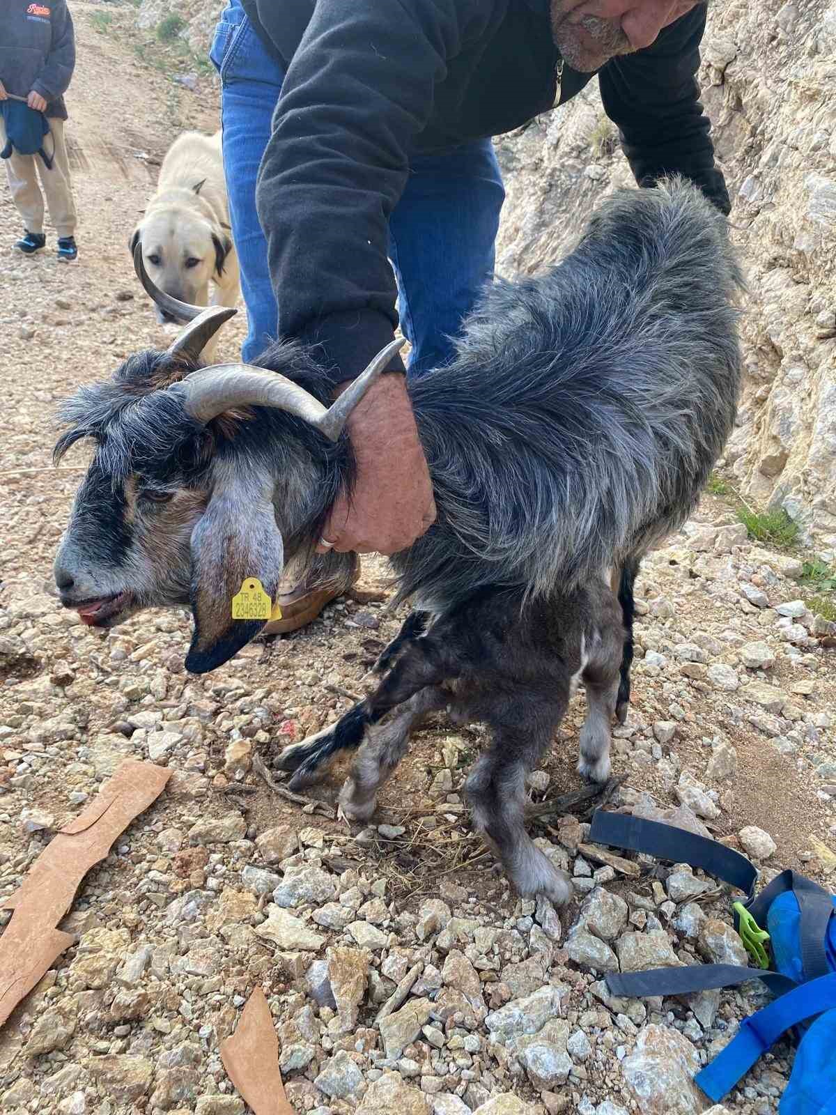 Fethiye’de kayalıklarda mahsur kalan keçi kurtarıldı
