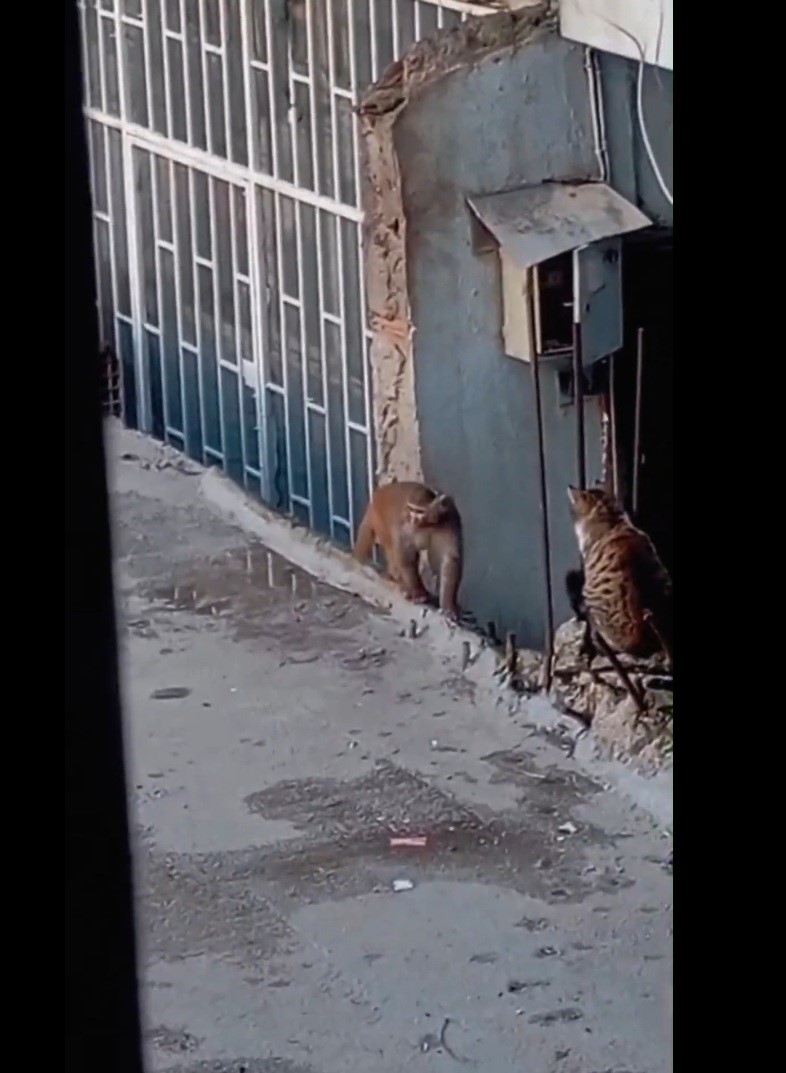 Fikirtepe’de bulundurulması yasaklı maymun türü yakalandı
