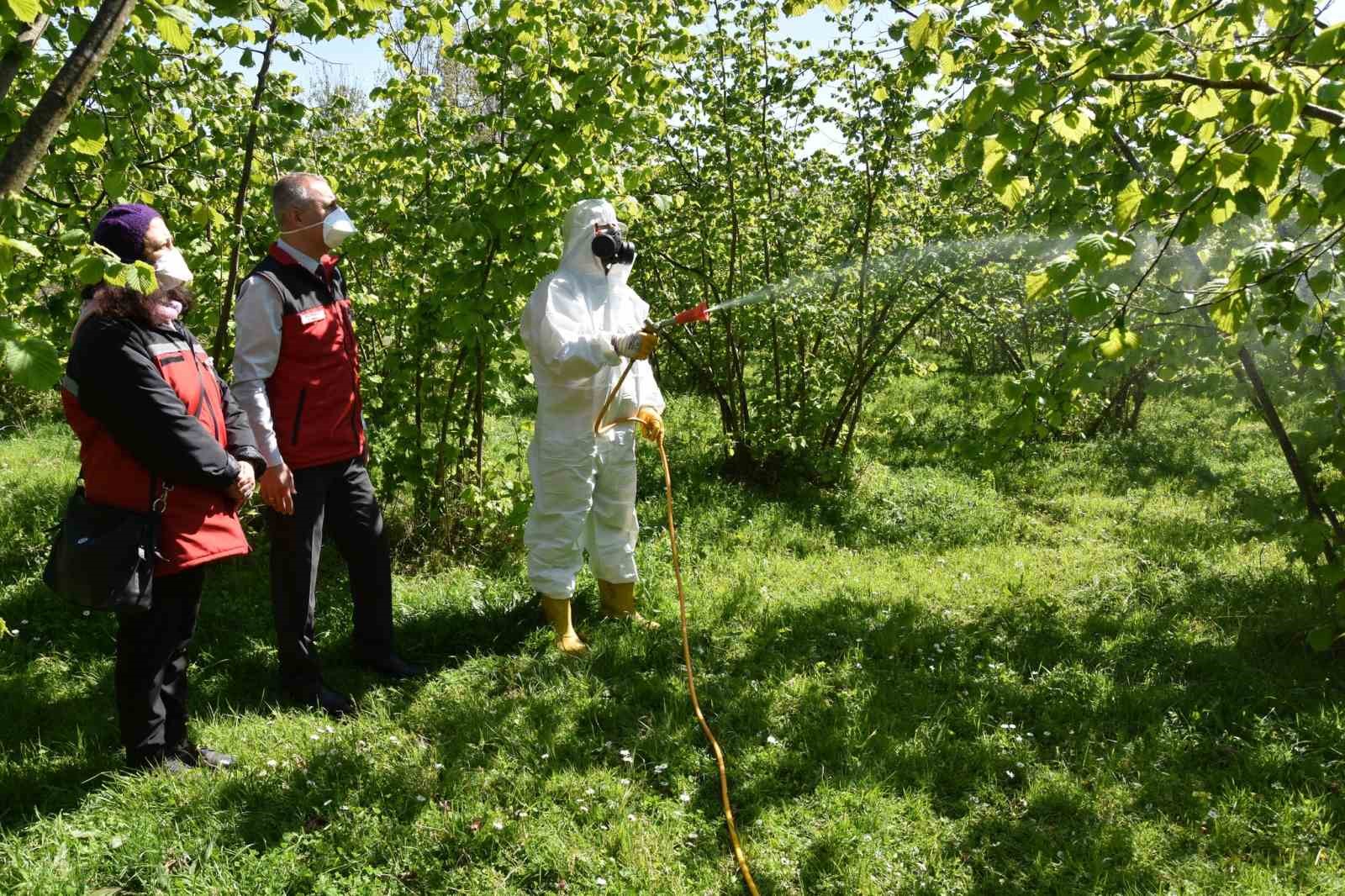 Fındıkta külleme ve kozalak akarına karşı mücadele başlatıldı
