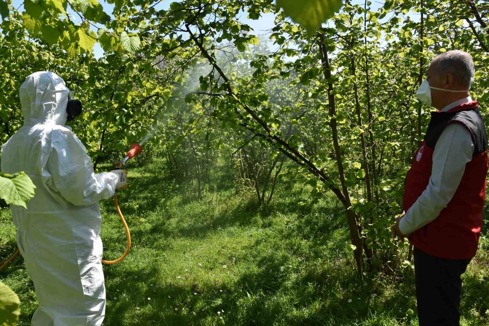Fındıkta külleme ve kozalak akarına karşı mücadele başlatıldı
