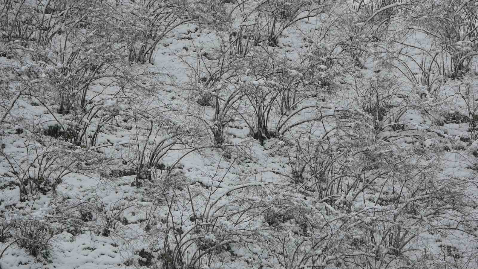 Fındıkta zirai don tehlikesi devam ediyor
Fındıkta zirai don tehlikesi devam ediyor