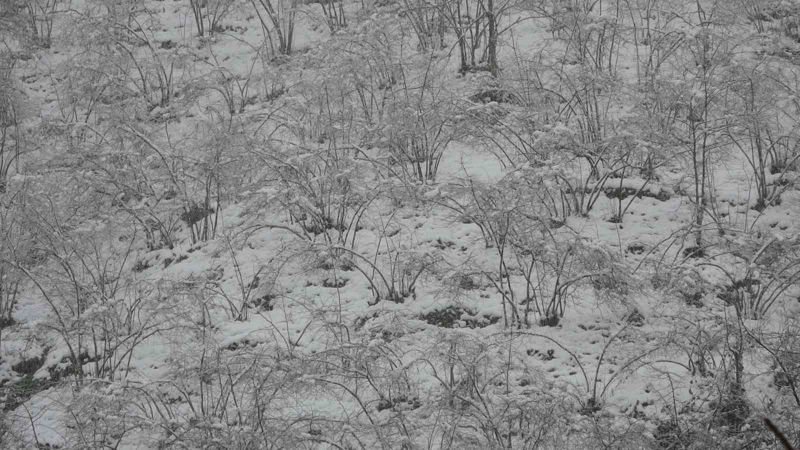 Fındıkta zirai don tehlikesi devam ediyor
Fındıkta zirai don tehlikesi devam ediyor