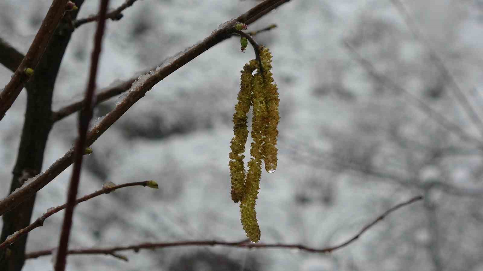 Fındıkta zirai don tehlikesi devam ediyor
Fındıkta zirai don tehlikesi devam ediyor