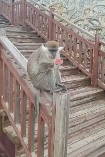 Firari maymun Denizli turuna çıktı
