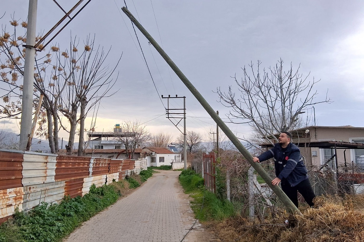 Fırtına çam ağacını devirdi
