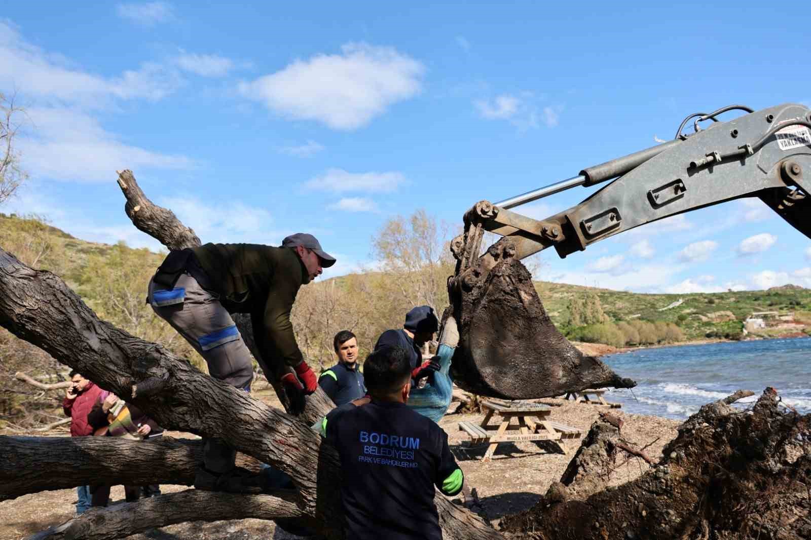 Fırtınada devrilen Ilgın ağaçları yeniden toprakla buluşuyor
