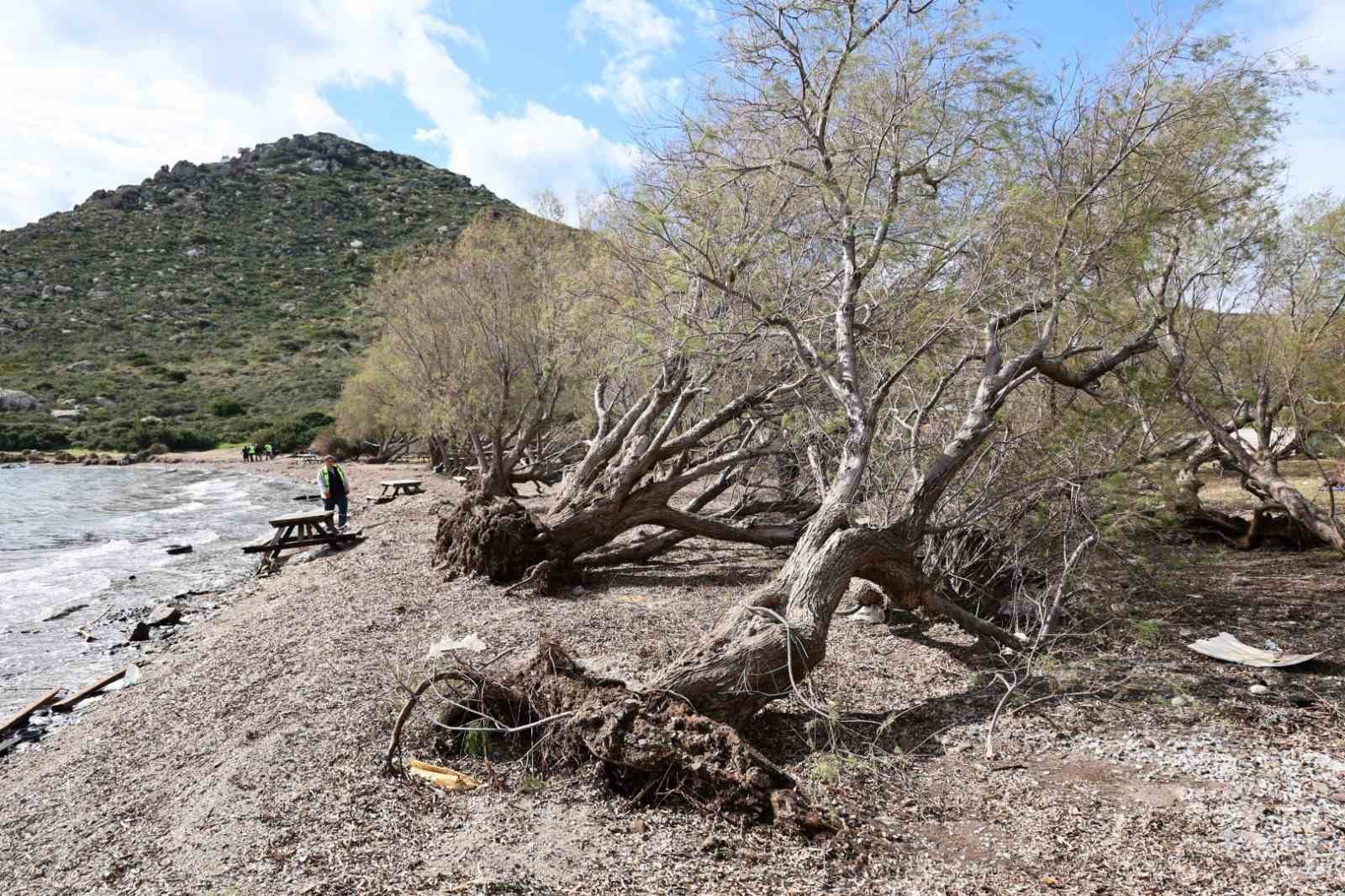 Fırtınada devrilen Ilgın ağaçları yeniden toprakla buluşuyor
