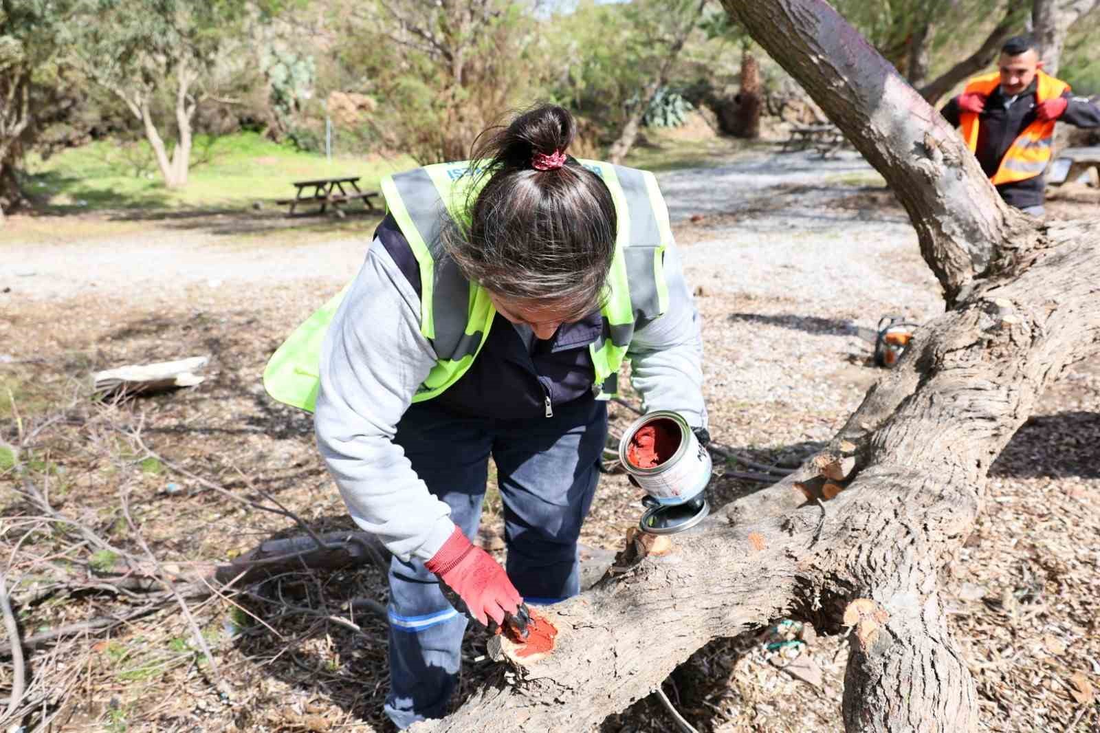 Fırtınada devrilen Ilgın ağaçları yeniden toprakla buluşuyor
